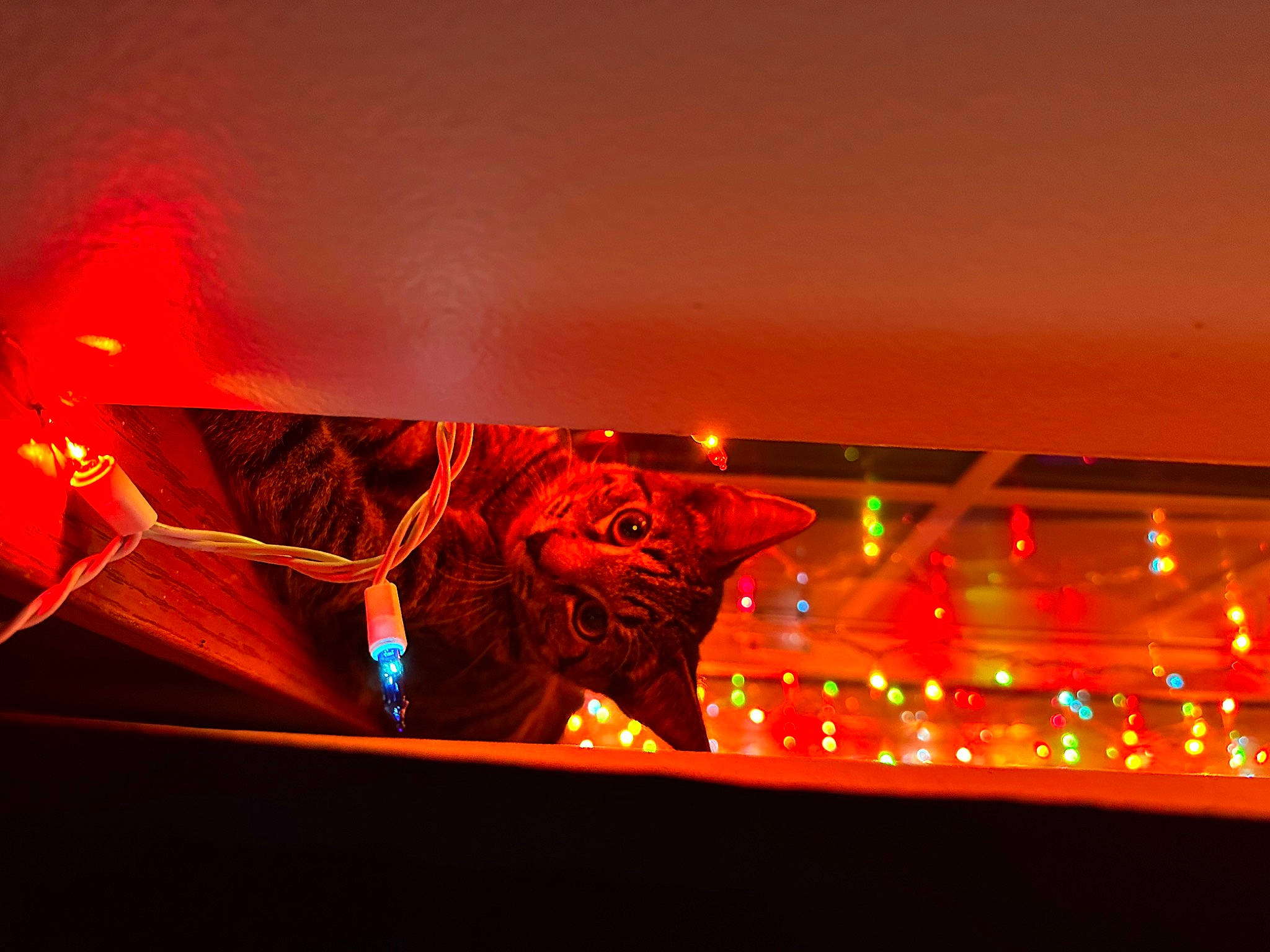 Mr. Kitty joined the competition — help win amazing prizes! amber, art, automotive_lighting, big_cats, electric_blue, event, felidae, font, gas, heat, hood, neon, orange, rectangle, room, sky, technology, tints_and_shades, triangle, visual_effect_lighting