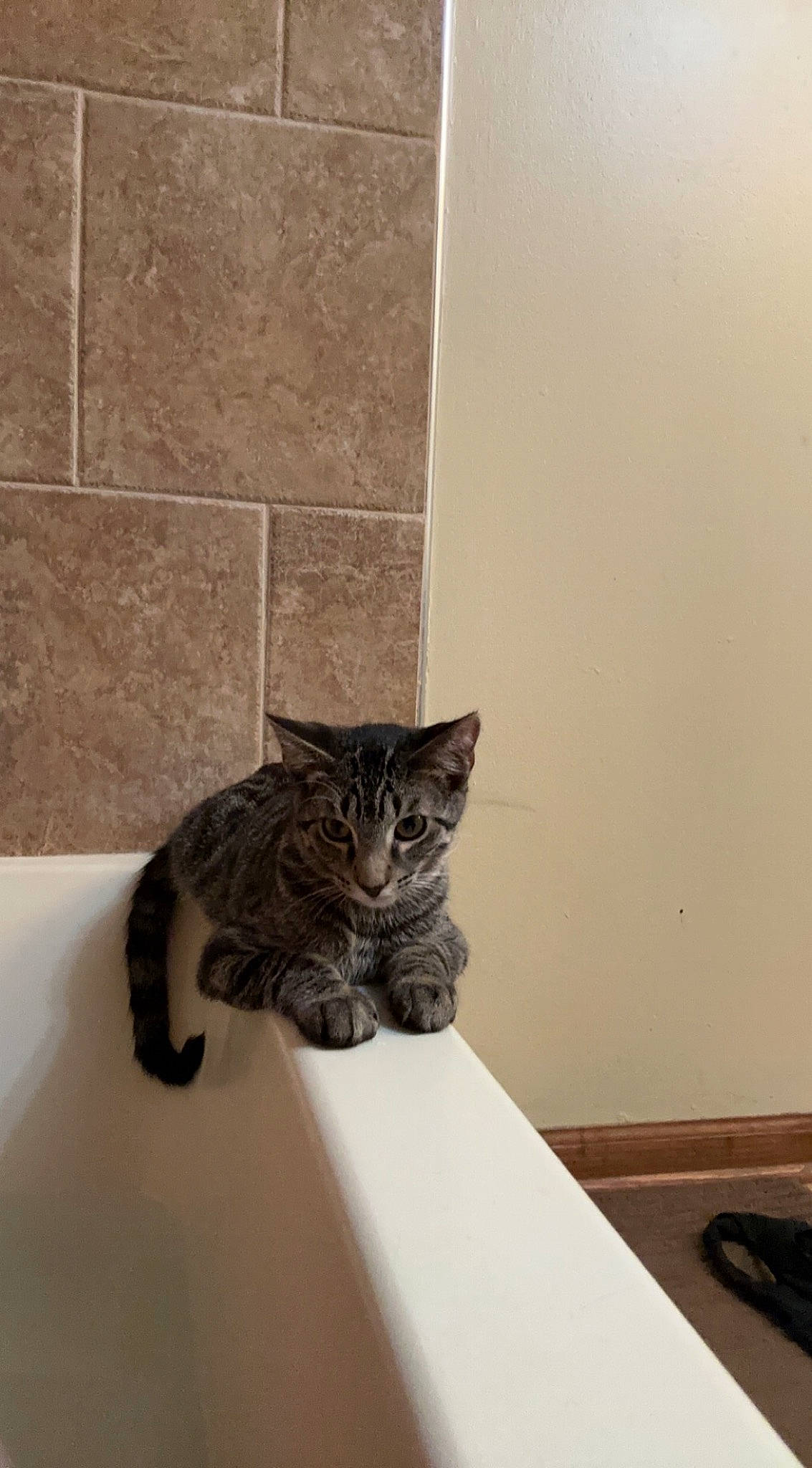 Mr. Kitty joined the competition — help win amazing prizes! carnivore, cat, domestic_short_haired_cat, door, felidae, flooring, fur, grey, hardwood, paw, plaster, room, sitting, small_to_medium_sized_cats, snout, tail, terrestrial_animal, whiskers, window, wood