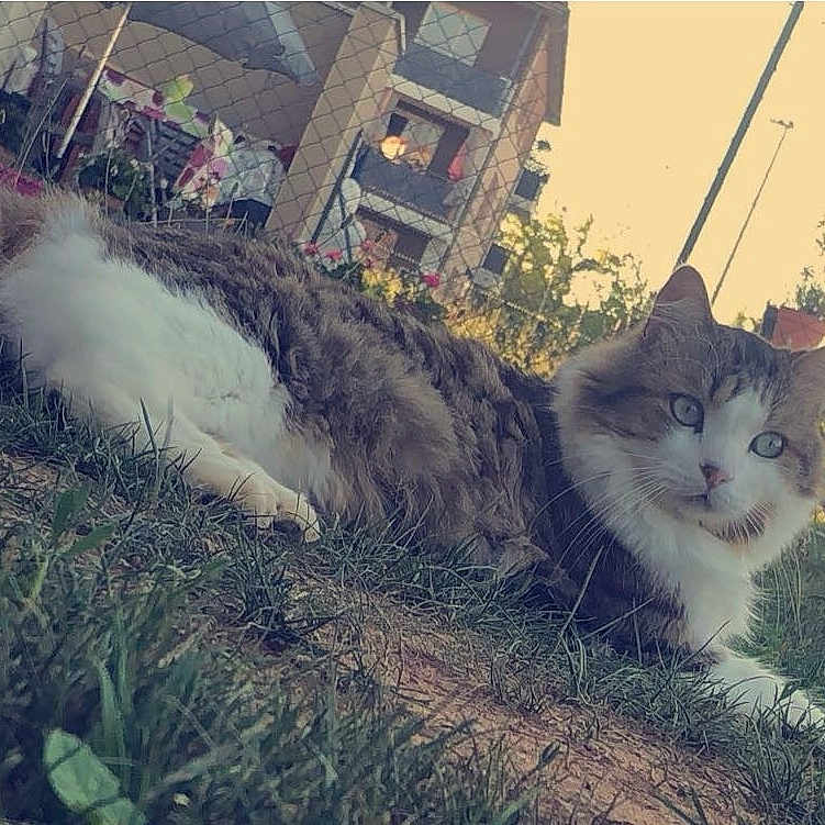 Tigrou