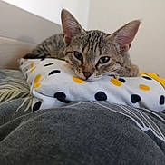 Nala participe au concours pour gagner de l'argent avec cette photo : cat, kitten, tabby, pillow, polka_dots, bed, resting, indoor, cute, pet, feline, animal, closeup, relaxed, ears, whiskers, fur, sleepy, domestic, cozy
