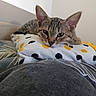 cat, kitten, tabby, pillow, polka_dots, bed, resting, indoor, cute, pet, feline, animal, closeup, relaxed, ears, whiskers, fur, sleepy, domestic, cozy