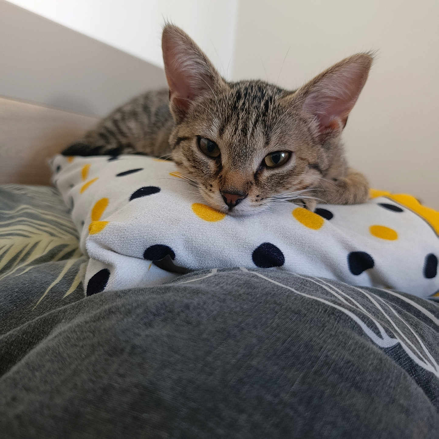 Nala