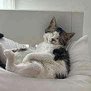 Ollie is registered to the contest to win money with this photo: bedroom, cat, cozy, cute, domestic_animal, fur, headboard, indoor, kitten, napping, paw, pet, pillow, portrait, relaxed, sleep, sleeping, tabby_cat, whiskers, white_bedding