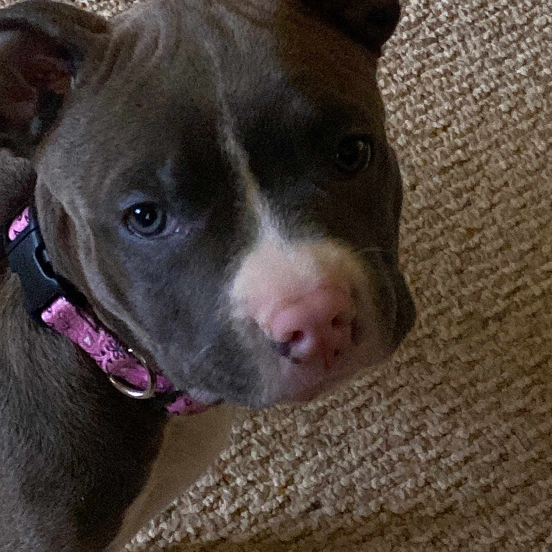 Nova is registered to the contest to win money with this photo: accessories, animal, bostonbull, boxer, bulldog, canine, collar, dog, frenchbulldog, hound, husky, labradorretriever, leash, pet, pitbull, pointer, puppy, purple, snout, strap