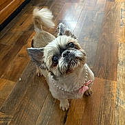 Pearl is registered to the contest to win money with this photo: dog, small_dog, pearl_necklace, pink_bow, wooden_floor, indoor, pet, cute, adorable, looking_up, tail, ears, fur, animal, companion, domestic, friendly, mammal, portrait, flooring