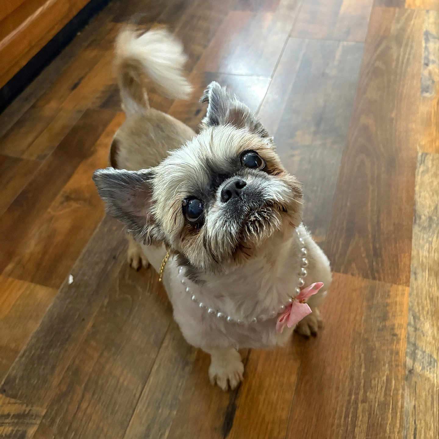 Pearl is registered to the contest to win money with this photo: dog, small_dog, pearl_necklace, pink_bow, wooden_floor, indoor, pet, cute, adorable, looking_up, tail, ears, fur, animal, companion, domestic, friendly, mammal, portrait, flooring