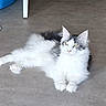 animal, calm, cat, cute, domestic, ears, feline, floor, fluffy, gray, indoor, long_hair, looking_away, lying_down, paw, pet, relaxed, resting, whiskers, white