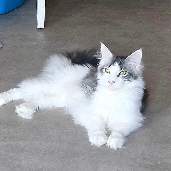 Arlo