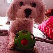 Gaston participe au concours pour gagner de l'argent avec cette photo : animal, bed, blanket, cozy, cute, dog, ears, fluffy, fur, green_ball, indoor, nose, paw, pet, pillow, play, relaxing, toy, white_dog, window