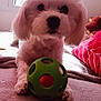 animal, bed, blanket, cozy, cute, dog, ears, fluffy, fur, green_ball, indoor, nose, paw, pet, pillow, play, relaxing, toy, white_dog, window