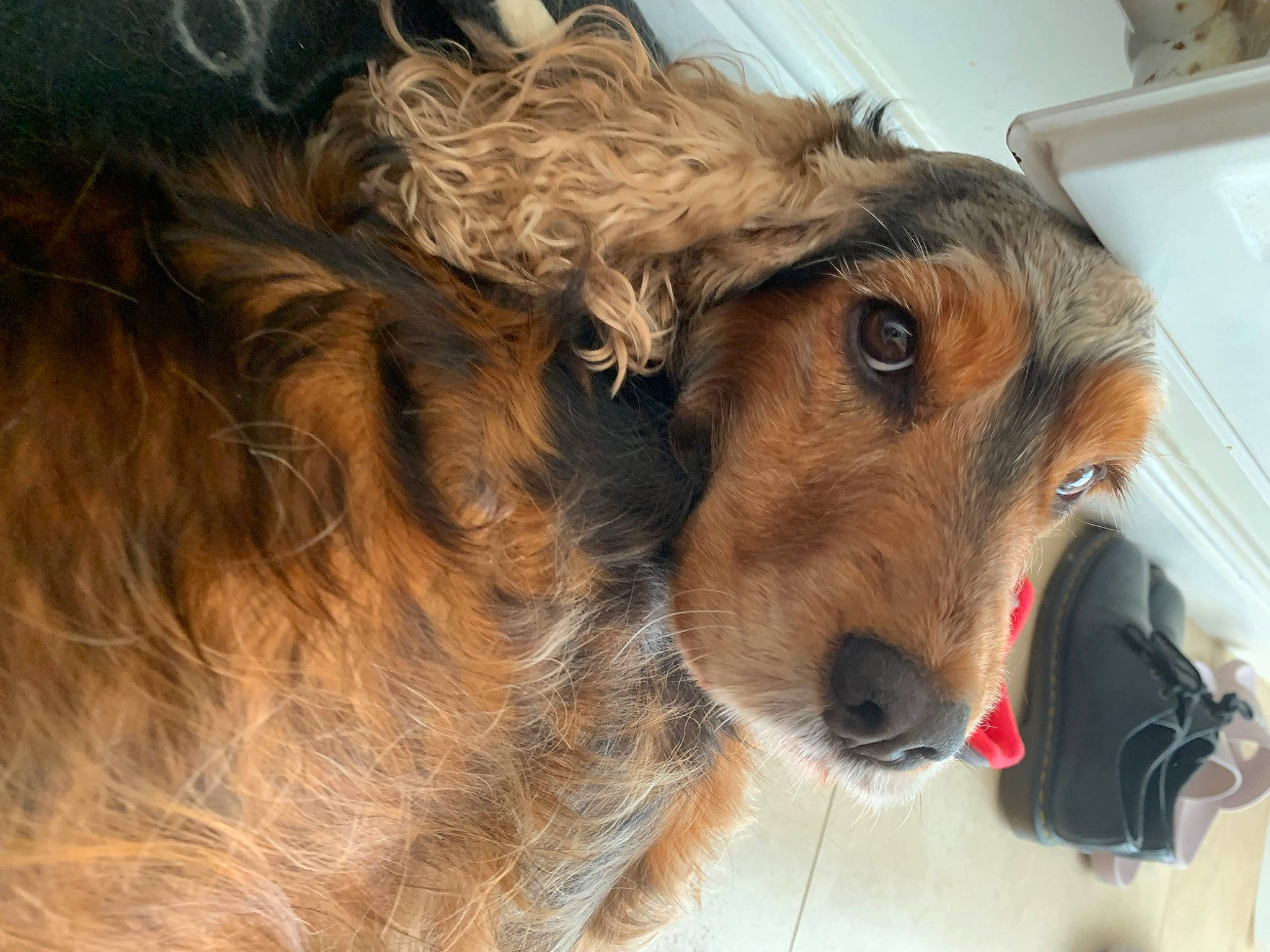 Prudence joined the competition — help win amazing prizes! animal_shelter, canidae, carnivore, collar, companion_dog, dog, dog_breed, dog_supply, ear, fawn, fur, liver, pet_supply, service, sporting_group, whiskers, working_animal, working_dog