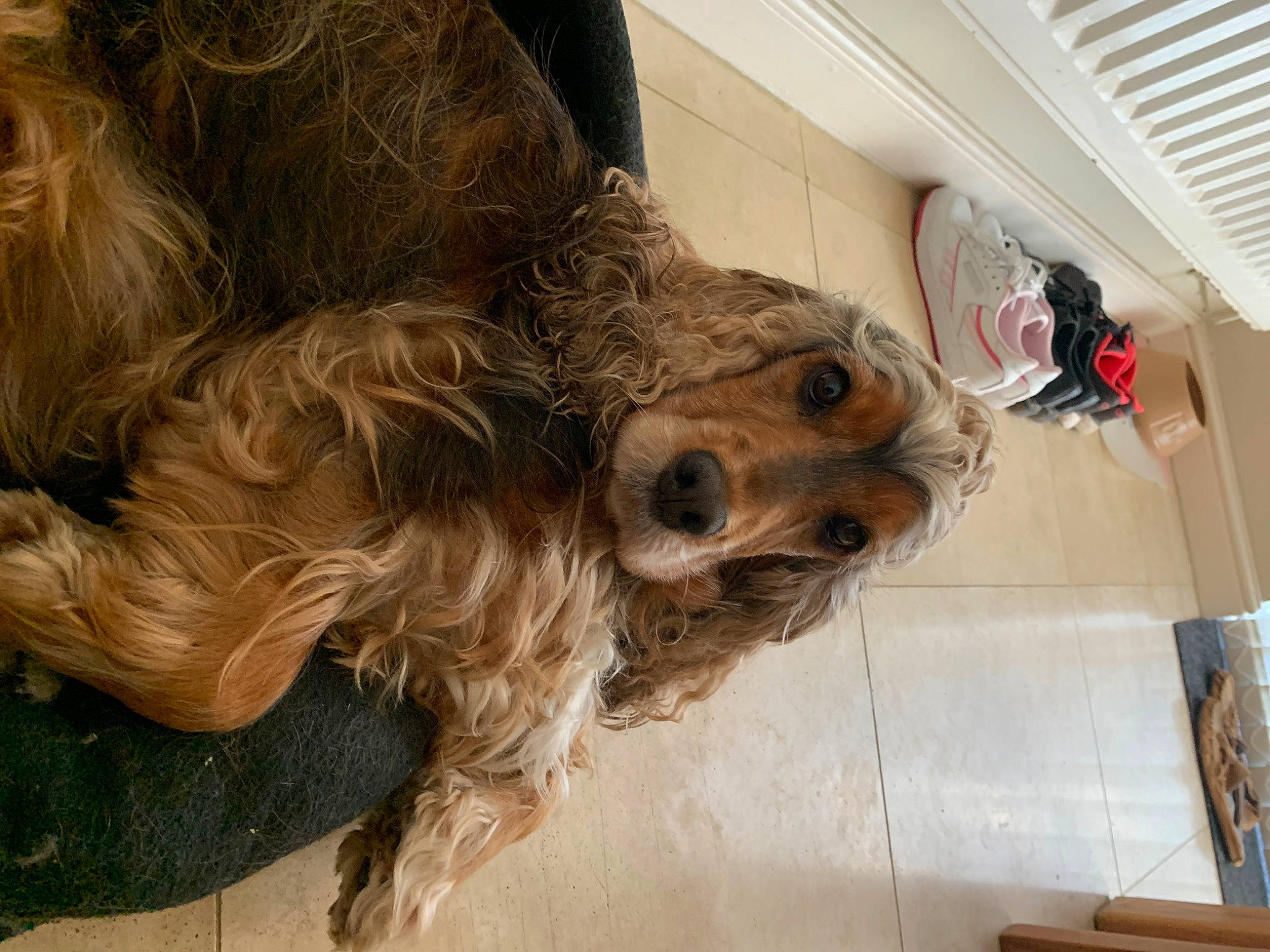 Prudence is registered to the contest to win money with this photo: canidae, carnivore, cocker_spaniel, companion_dog, dog, dog_breed, dog_collar, fawn, flooring, fur, hardwood, liver, pet_supply, russian_spaniel, snout, spaniel, sporting_group, terrier, wood, working_animal
