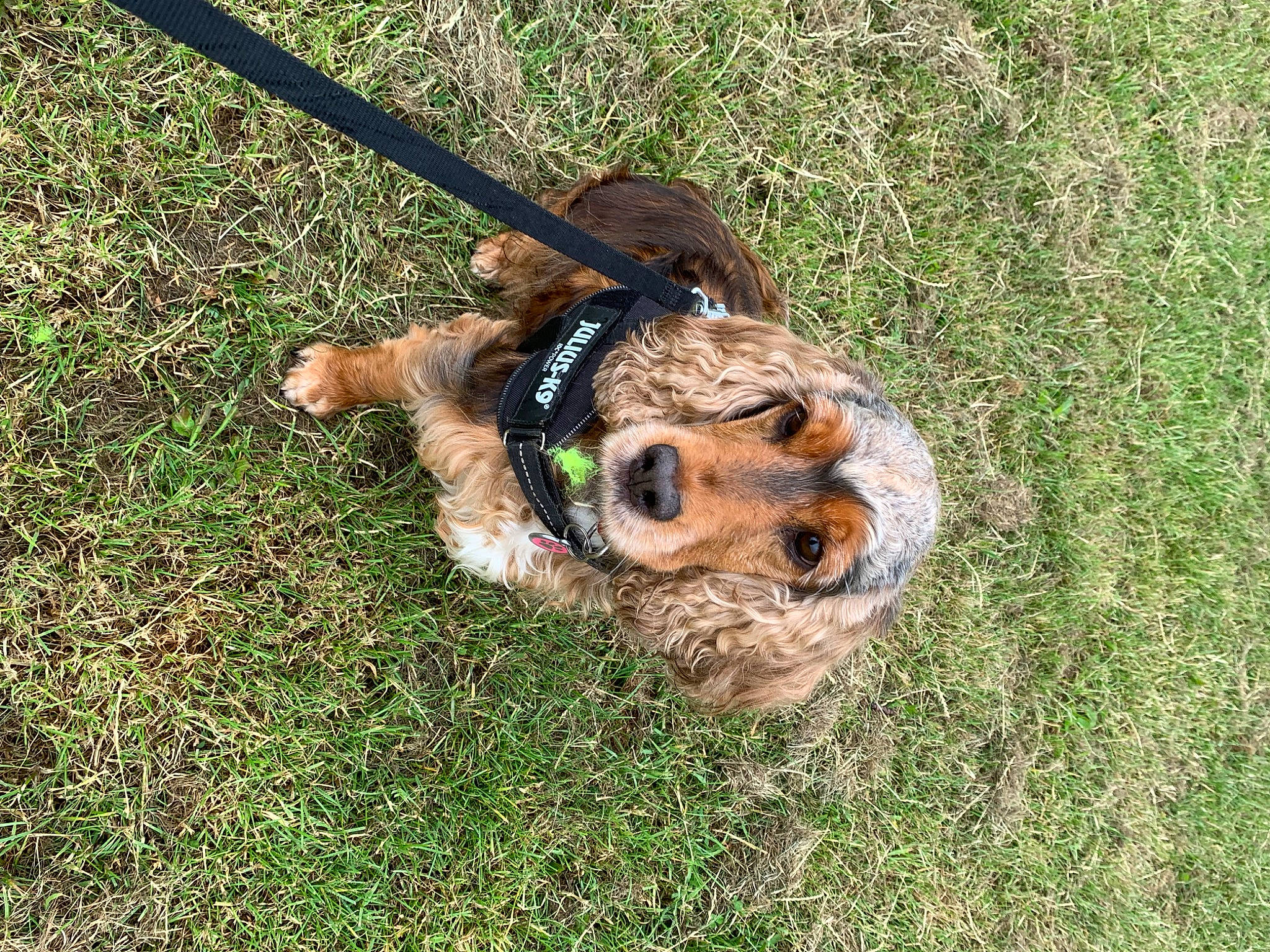 Prudence joined the competition — help win amazing prizes! _geese_and_swans, carnivore, companion_dog, dog, dog_breed, duck, ducks, fur, golden_retriever, grass, grass_family, groundcover, lawn, leash, soil, sporting_group, terrestrial_animal, terrier, vertebrate