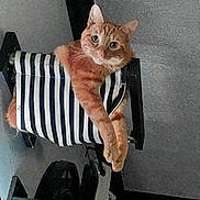 Wiggles is registered to the contest to win money with this photo: animal, black, cat, curious, cute, feline, fur, hammock, home, indoor, orange_tabby, paw, perch, pet, relaxed, resting, striped, texture, wall, white