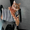 animal, black, cat, curious, cute, feline, fur, hammock, home, indoor, orange_tabby, paw, perch, pet, relaxed, resting, striped, texture, wall, white