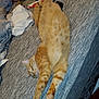 Pepperoni is registered to the contest to win money with this photo: cat, ginger_cat, sleeping, couch, indoor, relaxed, feline, pets, fur, whiskers, paw, domestic, cozy, resting, household_items, fabric, furniture, striped, orange, tabby