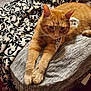 Pepperoni is registered to the contest to win money with this photo: cat, ginger_cat, feline, pet, animal, indoor, blanket, patterned_blanket, cushion, gray_cushion, stretching, paws, fur, whiskers, relaxed, home, cozy, furniture, resting, orange_fur