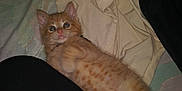Pepperoni is registered to the contest to win money with this photo: kitten, cat, orange_tabby, pet, animal, bed, blanket, fur, cute, lying_down, indoor, young, whiskers, paws, ears, fur_pattern, resting, domestic_cat, small_animal, sleepy