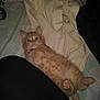 kitten, cat, orange_tabby, pet, animal, bed, blanket, fur, cute, lying_down, indoor, young, whiskers, paws, ears, fur_pattern, resting, domestic_cat, small_animal, sleepy