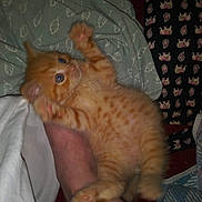 Pepperoni joined the competition — help win amazing prizes! kitten, cat, orange_tabby, pet, animal, paw, person, hand, blanket, indoor, fur, playful, wide_eyes, cute, cozy, bedroom, fabric, pattern, soft, resting
