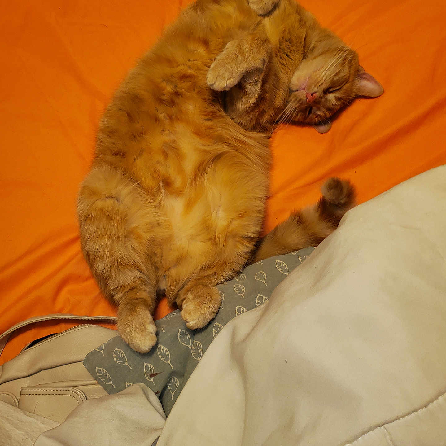 Pepperoni is registered to the contest to win money with this photo: bed, blanket, cat, comfort, cozy, cute, domestic_cat, feline, fur, indoor, nap, orange, orange_tabby, paws, pet, relaxed, resting, sleeping, tail, whiskers