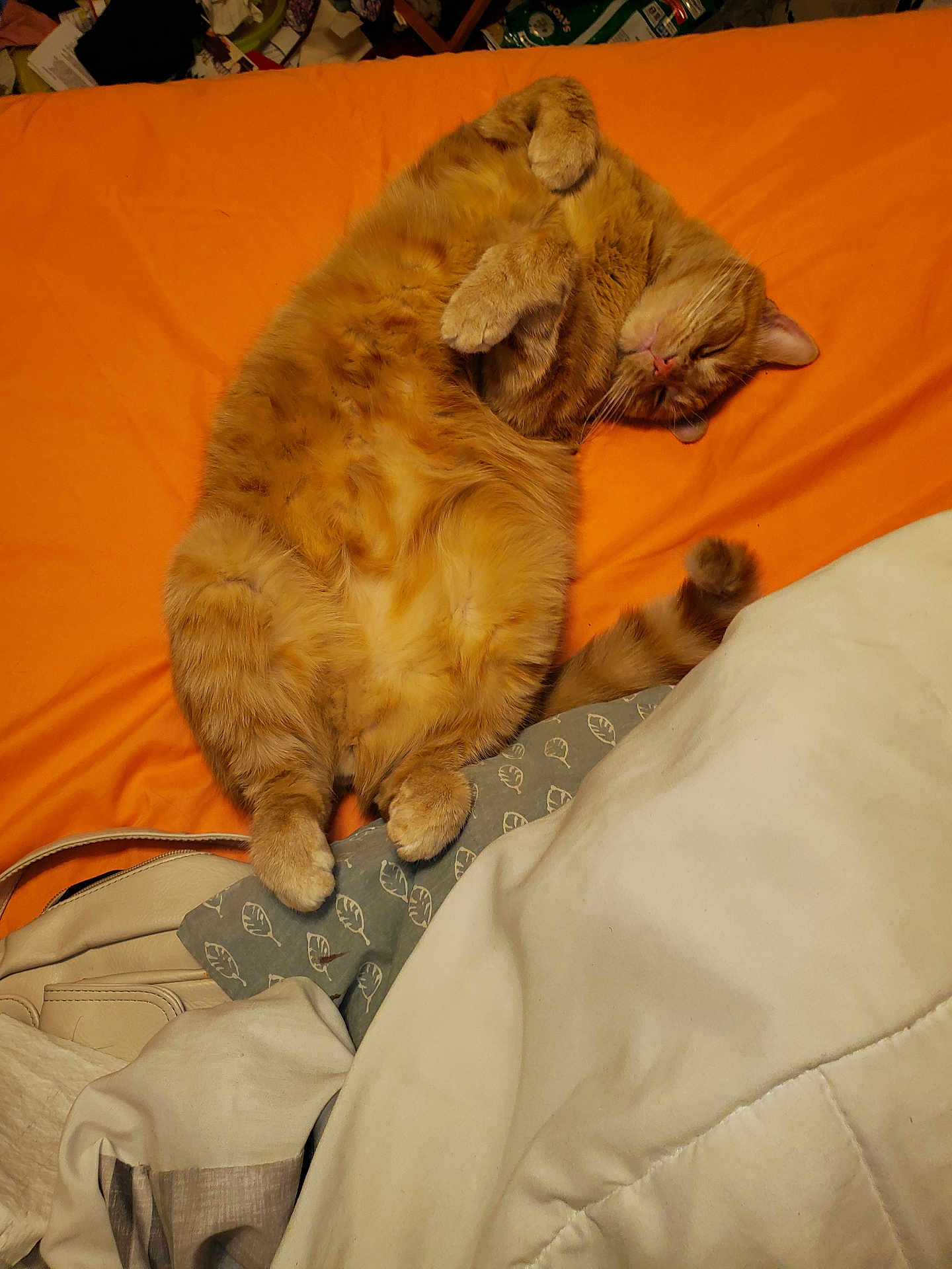 Pepperoni is registered to the contest to win money with this photo: cat, orange_tabby, sleeping, bed, blanket, cozy, fur, pet, domestic_cat, relaxed, paws, indoor, cute, resting, feline, whiskers, tail, comfort, nap, orange