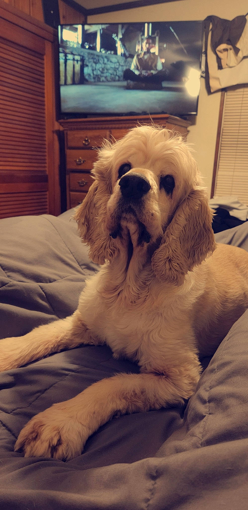 Copper is registered to the contest to win money with this photo: canidae, carnivore, comfort, companion_dog, dog, dog_breed, ear, fawn, fur, liver, nap, picture_frame, puppy_love, snout, sporting_group, television, terrestrial_animal, toy_dog, whiskers, working_animal