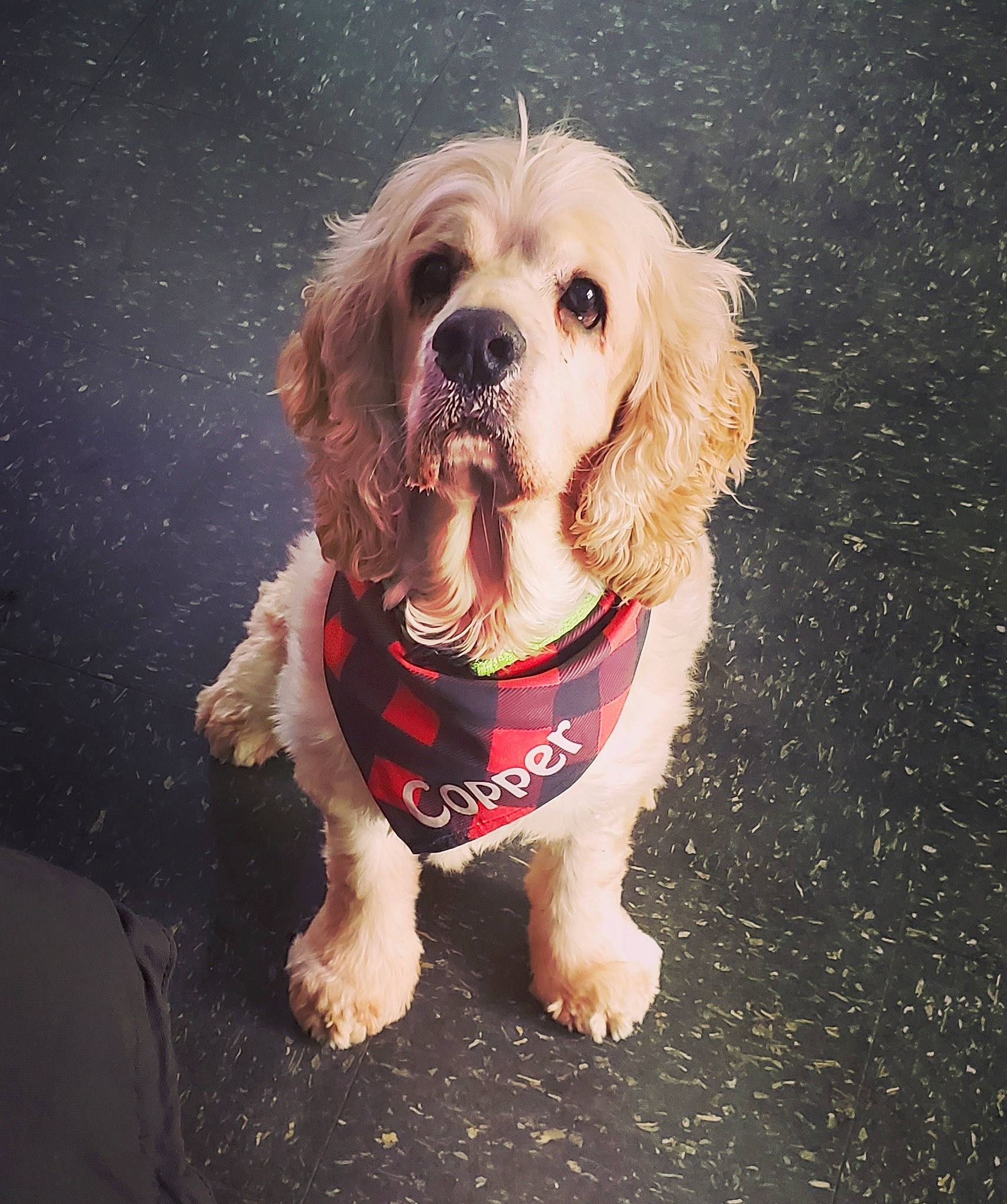 Copper is registered to the contest to win money with this photo: canidae, carnivore, companion_dog, dog, dog_breed, dog_clothes, dog_supply, eye, fawn, fur, grass, gun_dog, happy, puppy_love, snout, spaniel, sporting_group, toy_dog, whiskers, working_animal