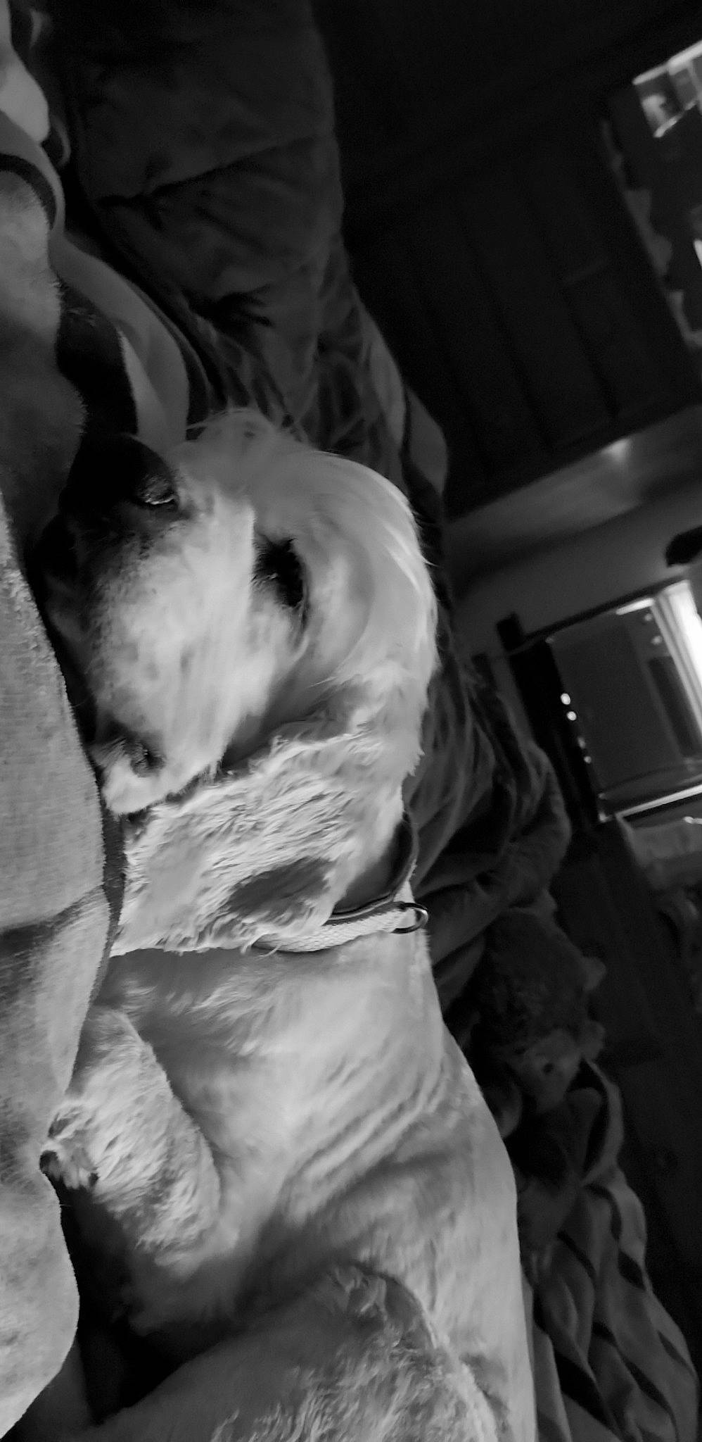 Copper joined the competition — help win amazing prizes! black_and_white, carnivore, comfort, companion_dog, darkness, dog, dog_breed, felidae, flash_photography, fur, guard_dog, linens, monochrome, monochrome_photography, paw, small_to_medium_sized_cats, snout, sporting_group, style, whiskers