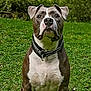 Tyson a rejoint le concours — aidez-le/la à gagner de superbes lots ! american_bulldog, american_pit_bull_terrier, american_staffordshire_terrier, bulldog, carnivoran, dog, dog_breed, dog_breed_group, dog_like_mammal, grass, old_english_bulldog, olde_english_bulldogge, pit_bull, renascence_bulldogge, snout