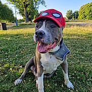 Tyson a rejoint le concours — aidez-le/la à gagner de superbes lots ! animal, canine, cap, collar, cute, daytime, dog, grass, happy, nature, outdoor, park, pet, playful, red_cap, sitting, summer, sunlight, tongue_out, trees