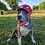 animal, canine, cap, collar, cute, daytime, dog, grass, happy, nature, outdoor, park, pet, playful, red_cap, sitting, summer, sunlight, tongue_out, trees