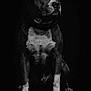 Tyson participe au concours pour gagner de l'argent avec cette photo : alert, animal, animal_portrait, black_and_white, canine, close_up, collar, dark_background, detailed, dog, four_legs, fur, intense_gaze, monochrome, muscular, paw, pet, portrait, sitting, studio_lighting