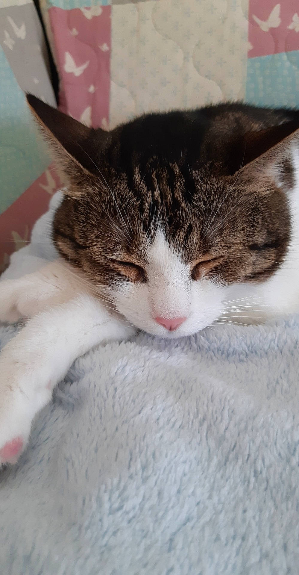 Enzo a rejoint le concours — aidez-le/la à gagner de superbes lots ! aegean_cat, american_wirehair, carnivore, cat, domestic_short_haired_cat, dragon_li, european_shorthair, eye, felidae, fur, kitten, mammal, nap, nose, polydactyl_cat, sleep, small_to_medium_sized_cats, snout, tabby_cat, whiskers