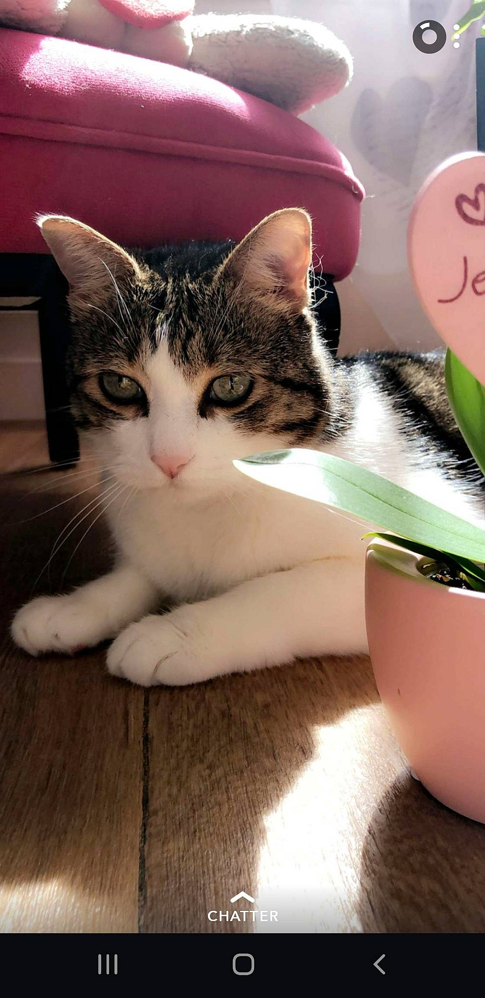 Enzo participe au concours pour gagner de l'argent avec cette photo : aegean_cat, american_shorthair, american_wirehair, asian, carnivore, cat, domestic_short_haired_cat, european_shorthair, felidae, fur, kitten, paw, polydactyl_cat, small_to_medium_sized_cats, whiskers