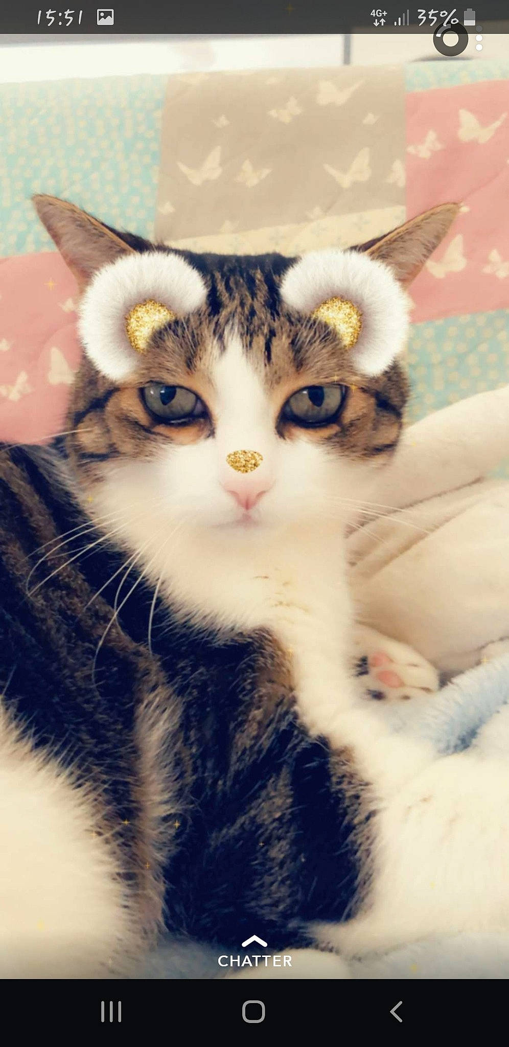 Enzo participe au concours pour gagner de l'argent avec cette photo : aegean_cat, american_curl, american_shorthair, american_wirehair, asian, carnivore, cat, domestic_short_haired_cat, european_shorthair, eye, felidae, fur, kitten, mammal, paw, polydactyl_cat, small_to_medium_sized_cats, snout, tabby_cat, whiskers