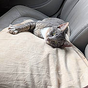 Zappa is registered to the contest to win money with this photo: animal, car_seat, casual, cat, close_up, comfort, cushion, domestic_cat, ears, feline, gray_tabby, green_eyes, indoor, interior, lying_down, pet, relaxed, resting, soft_texture, whiskers