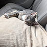 cat, gray_tabby, cushion, car_seat, interior, pet, animal, relaxed, lying_down, feline, whiskers, ears, green_eyes, domestic_cat, indoor, comfort, resting, soft_texture, close_up, casual