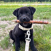 Ren joined the competition — help win amazing prizes! puppy, dog, black_dog, grass, stick, collar, leash, outdoor, nature, forest, young_dog, pet, animal, cute, playful, sitting, canine, muzzle, fur, ears