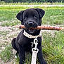puppy, dog, black_dog, grass, stick, collar, leash, outdoor, nature, forest, young_dog, pet, animal, cute, playful, sitting, canine, muzzle, fur, ears
