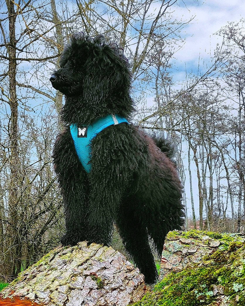 Rose-maya participe au concours pour gagner de l'argent avec cette photo : canidae, carnivore, cloud, collar, companion_dog, dog, dog_breed, dog_collar, dog_supply, electric_blue, fur, pet_supply, plant, poodle, sky, snout, sporting_group, tail, tree, water_dog