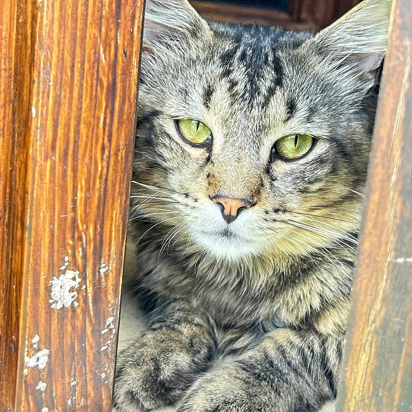 Shadow a rejoint le concours — aidez-le/la à gagner de superbes lots ! cat, tabby, green_eyes, wood, rustic, lounging, paws, feline, close_up, window, resting, fur, whiskers, animal, pet, domestic_cat, curious, indoors, relaxed, portrait