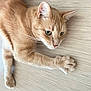 cat, tabby_cat, orange_cat, pet, animal, feline, paw, claws, floor, wood_floor, lying_down, alert, whiskers, ears, eyes, fur, domestic_cat, cute, indoor, close_up