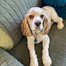 dog, cocker_spaniel, pet, indoor, couch, quilted, blanket, collar, fur, ears, lying_down, looking_at_camera, domestic_animal, animal, companionship, relaxing, furniture, home, cute, mammal