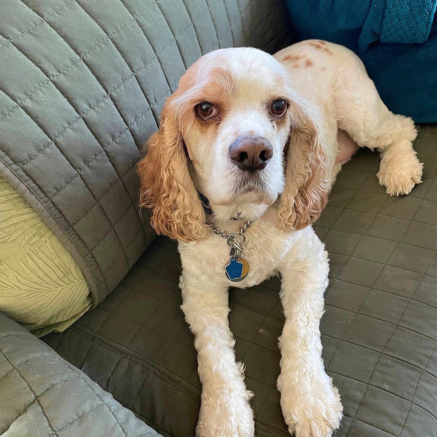 Freckles is registered to the contest to win money with this photo: dog, cocker_spaniel, pet, indoor, couch, quilted, blanket, collar, fur, ears, lying_down, looking_at_camera, domestic_animal, animal, companionship, relaxing, furniture, home, cute, mammal