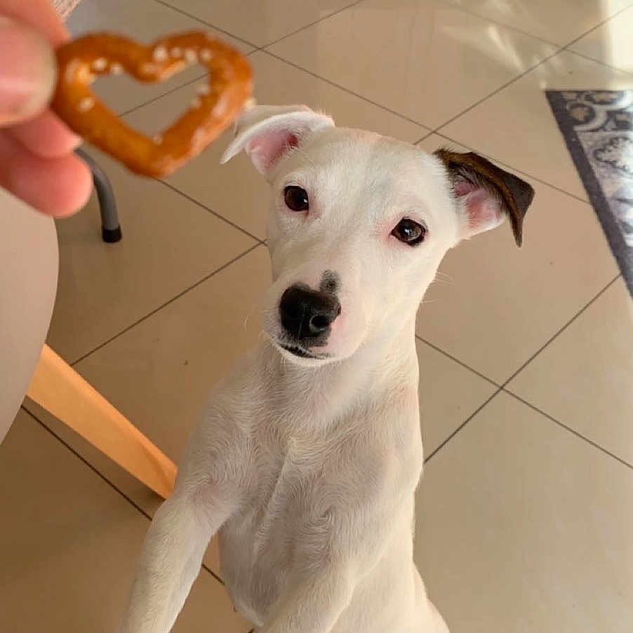 Olia participe au concours pour gagner de l'argent avec cette photo : animal, canine, clothing, cream, dessert, dog, food, footwear, furniture, icecream, indoors, interiordesign, jeans, pants, pet, pretzel, puppy, shoe, sweets, text