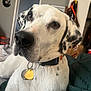 dog, white_dog, black_spots, collar, tags, indoor, pet, closeup, laying_down, fur, ears, face, nostrils, brown_eyes, nose, domestic_animal, relaxed, bed, blanket, room