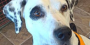 Tyler joined the competition — help win amazing prizes! dog, white_dog, black_spots, orange_harness, heart_sticker, pet, canine, indoor, floor_tiles, close_up, animal_face, ears, collar, tag, brown_eyes, expression, looking_up, mouth_open, furniture, metal_grid