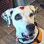dog, white_dog, black_spots, orange_harness, heart_sticker, pet, canine, indoor, floor_tiles, close_up, animal_face, ears, collar, tag, brown_eyes, expression, looking_up, mouth_open, furniture, metal_grid