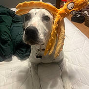 Tyler joined the competition — help win amazing prizes! dog, pet, bed, white_bedspread, orange_octopus_hat, indoor, animal, canine, cute, costume, lying_down, black_nose, collar, household, furniture, blanket, floor, wooden_floor, toy, looking